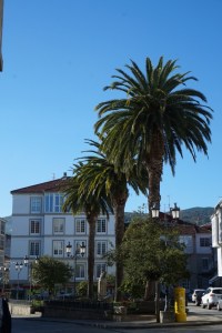 Se encuentran estos pequeños jardines ante la alameda de Celanova, construida sobre las huertas de San Salvador una vez llegada la desamortización.