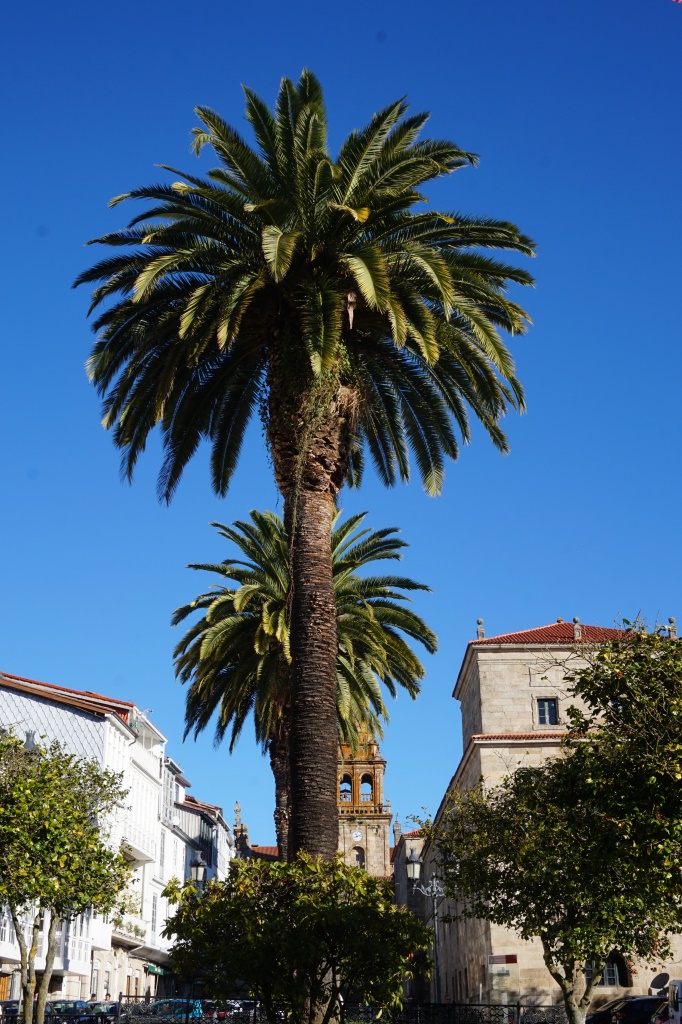 Se encuentran estos pequeños jardines ante la alameda de Celanova, construida sobre las huertas de San Salvador una vez llegada la desamortización.