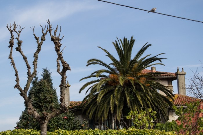 Situado en el número 23-24 de la avenida de la Habana, este singular edificio fue proyectado en julio de 1924 por el arquitecto Eduardo Rodríguez-Losada Rebellón.