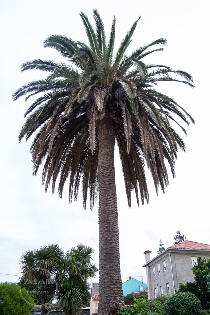 Nos encontramos ante un curioso y atractivo ejemplo de espacio de asueto, ubicado en la playa de Agrelo, a las afueras de la localidad.