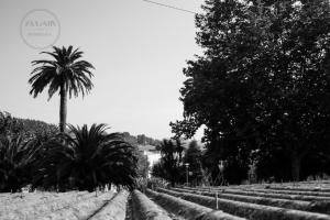 Encontramos dos ejemplares pareados de palmera canaria en la entrada de un pequeño parque, en el borde norte de la urbanización de Fontiñas.