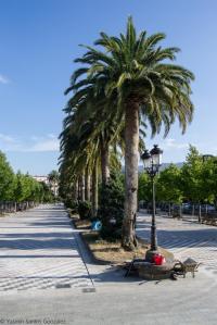 Junto a los Jardines de Felipe de Castro se yergue un palmeral en una zona que comenzará a ser urbanizada en 1880, sufriendo reformas y ampliaciones en 1926 y 1950 y destacando en uno de sus extremos el palco de la música.