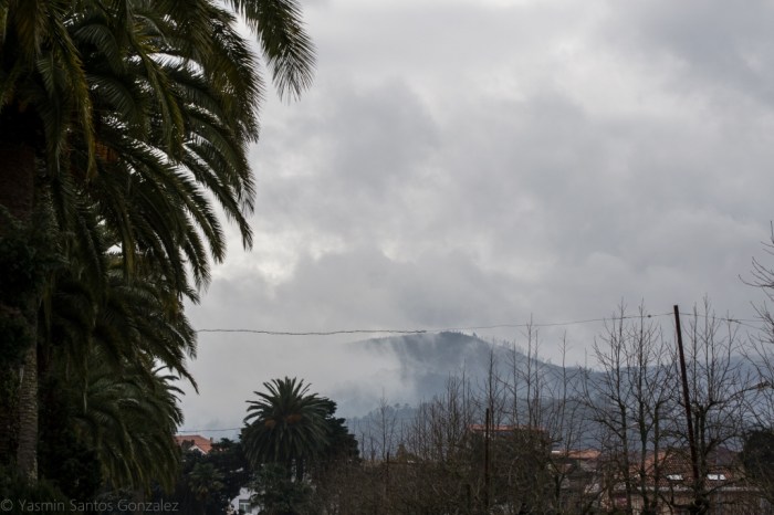Junto a los Jardines de Felipe de Castro se yergue un palmeral en una zona que comenzará a ser urbanizada en 1880, sufriendo reformas y ampliaciones en 1926 y 1950 y destacando en uno de sus extremos el palco de la música.