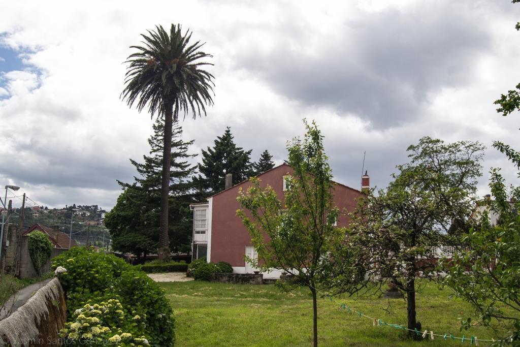 En la rúa Pedro Fernández, en el Castiñeiriño, y muy próxima al Ponte do Pasaxe podemos ver este ejemplar de palmera canaria de gran altura.