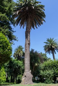 En este espacio, declarado Bien de Interés Cultural en el año 1946, con categoría de Jardín Histórico, conviven más de trescientas especies vegetales distintas.