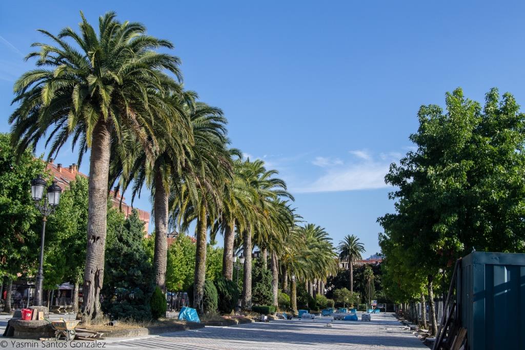 Junto a los Jardines de Felipe de Castro se yergue un palmeral en una zona que comenzará a ser urbanizada en 1880, sufriendo reformas y ampliaciones en 1926 y 1950 y destacando en uno de sus extremos el palco de la música.