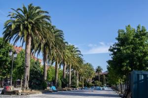 Junto a los Jardines de Felipe de Castro se yergue un palmeral en una zona que comenzará a ser urbanizada en 1880, sufriendo reformas y ampliaciones en 1926 y 1950 y destacando en uno de sus extremos el palco de la música.