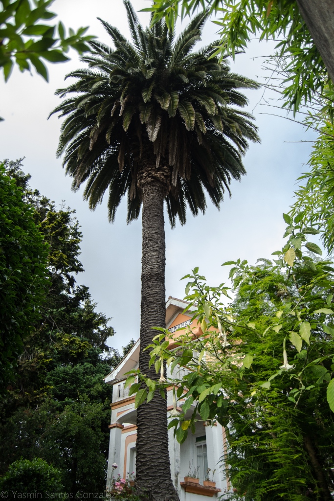 En dicha calle Vista Alegre se conservan todavía varias casas de gran antigüedad, una de las cuales es la Villa Miramar. Consta de dos alturas y un semisótano, con planta en forma de T.