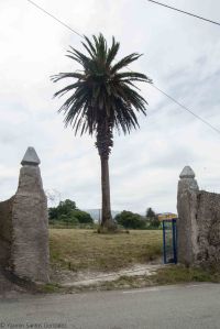 Desconocemos la historia de este ejemplar de gran porte ubicado en el lugar de Vilaselán. La palmera canaria ocupa un espacio central en una finca cercada por un muro de piedra cuya entrada principal está enmarcada por pináculos, y que denota cierta antigüedad.