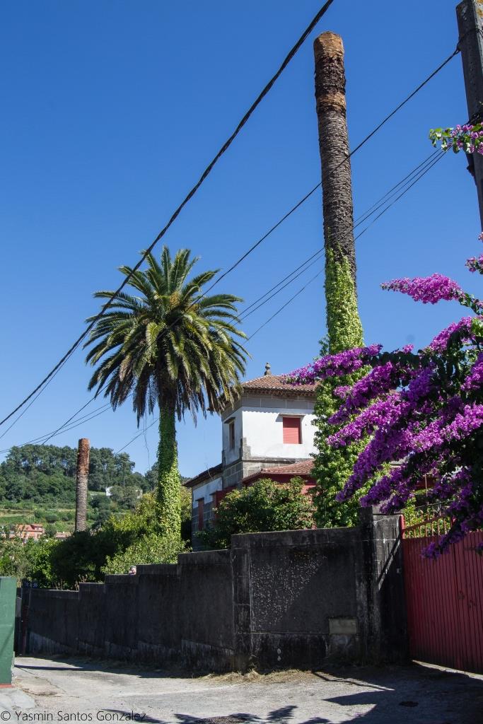 Se yergue esta vivienda en Cabral, junto a la casa del Colegio Vistalegre, que también tenía palmeras canarias. Diseñada en un estilo regionalista, alternando sus paños entre la sillería y el encalado en blanco