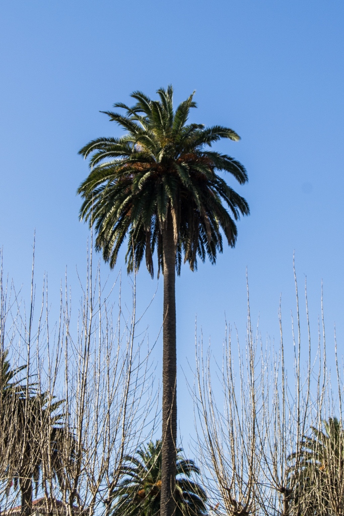 Varios ejemplares se aglutinan en torno al monumento dedicado a la memoria del político Aureliano Linares Rivas. Realizado en bronce y granito por Agustín Querol, fue inaugurado en 1912.