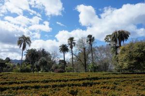 En el último año han sido tratadas hasta siete palmeras en este parque debido a la infección por el picudo rojo, parece que sin demasiado éxito.