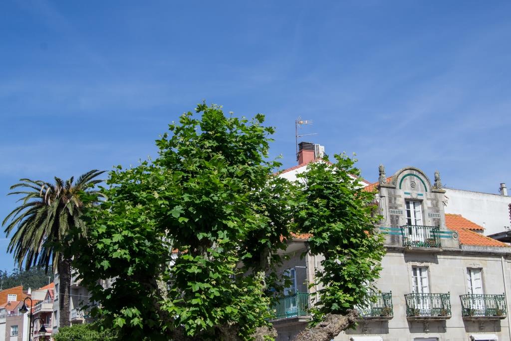 Esta palmera canaria de gran tamaño se hallaba situada en el Paseo de Castelao de la villa morracense, ante la cafetería “Cangaceiro” que daba nombre al ejemplar.