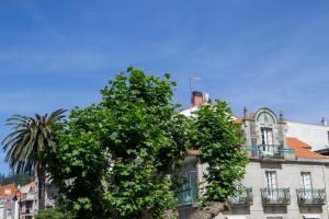 Esta palmera canaria de gran tamaño se hallaba situada en el Paseo de Castelao de la villa morracense, ante la cafetería “Cangaceiro” que daba nombre al ejemplar.