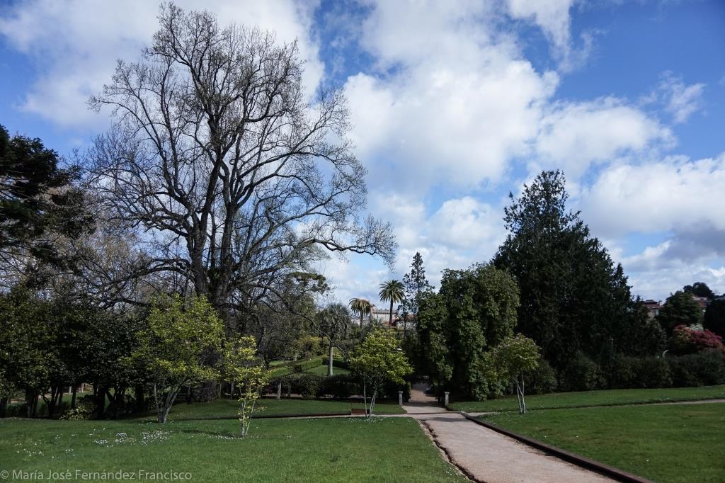 En el último año han sido tratadas hasta siete palmeras en este parque debido a la infección por el picudo rojo, parece que sin demasiado éxito.