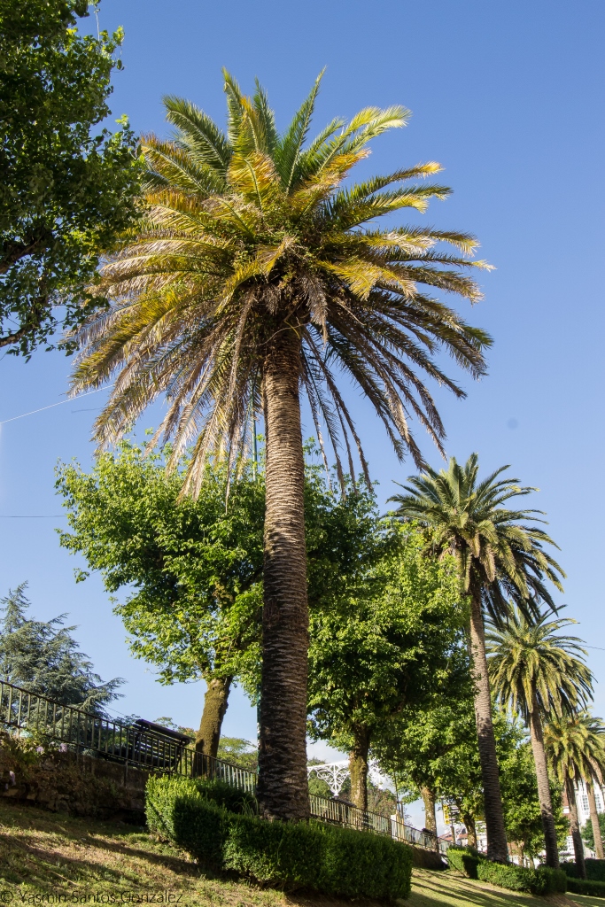 A principios del siglo XX la capital de Galicia expande su entramado urbano hacia el sur, mediante la apertura de calles como Senra, Hórreo o Carreira do Conde, avenidas que son ejecutadas con todo el cuidado y por donde la población de la ciudad vieja acostumbra a pasear.