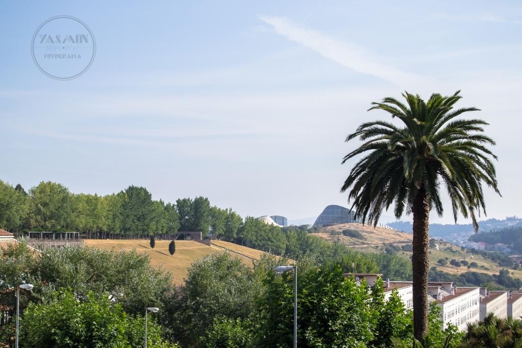 Encontramos dos ejemplares pareados de palmera canaria en la entrada de un pequeño parque, en el borde norte de la urbanización de Fontiñas.