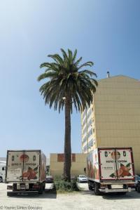 Actualmente el espacio que ocupaba la casa de Gloria Villamil se haya habilitado como aparcamiento municipal, sobreviviendo dos palmeras de gran porte, restos del jardín de la finca.