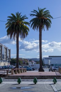 Se alzan estos dos ejemplares de palmera canaria en la avenida Rodrigo de Mendoza, pareciendo enmarcar la entrada del recinto del Pabellón Fexdega, que se encuentra inmediatamente al sur.